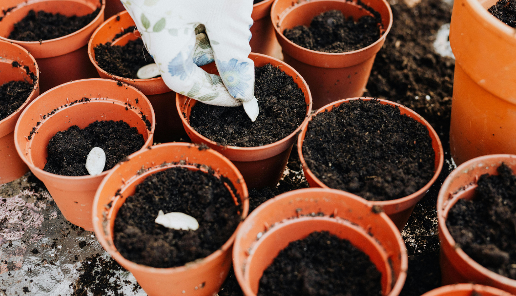 Planting Session